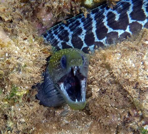 Hawaii's moray eels are their own East-West Center – Susan Scott