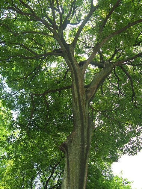 CELTIS SINENSIS - Kazimingi Nursery