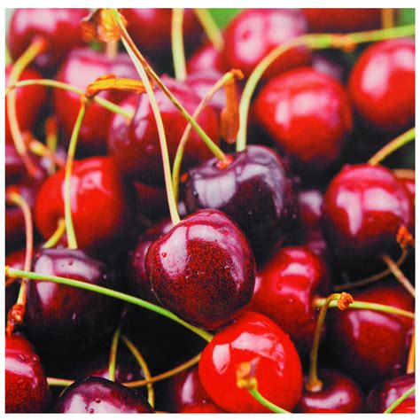 Buy Cherries Canvas Wall Art Online (CAN-ART-CHERRY) | Satisfaction ...