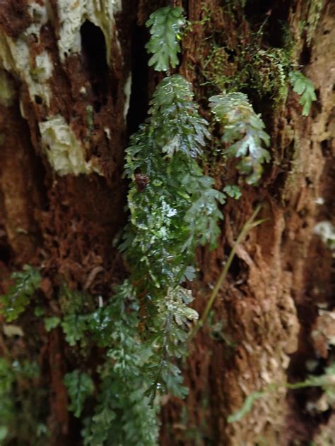 Hymenophyllum (Hymenophyllaceae) image 217615 at PhytoImages.siu.edu