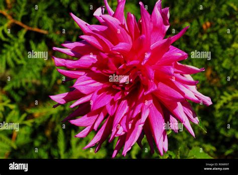 Pink dahlia in the garden. Picture of a beautiful pink dahlia Stock ...