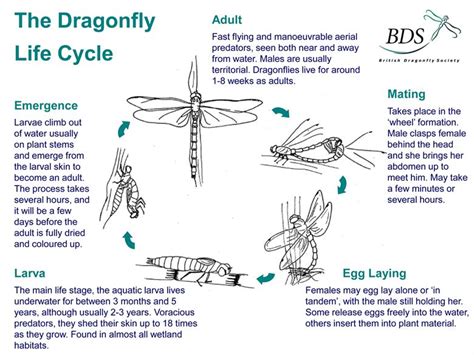 Wales Biodiversity Partnership - Dragonflies & Damselflies | Dragonfly ...