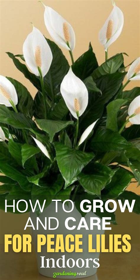 How to Grow and Care for Peace Lilies Indoors | Lily plants, Peace lily ...