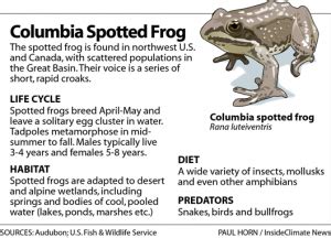 In the Mountains and Deserts of Utah, Columbia Spotted Frogs Are ...