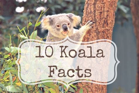 10 Koala Facts - Long Wait For Isabella