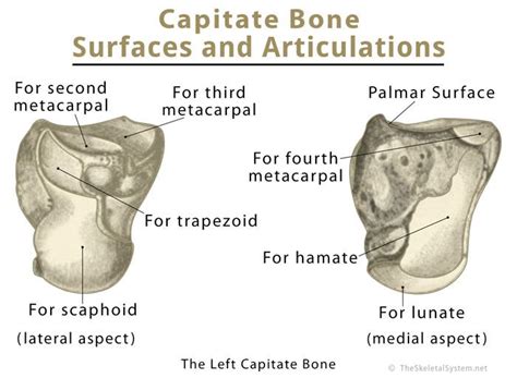 Capitate Bone Definition, Location, Anatomy, Diagram