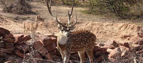 The Chital Deer | Critter Science