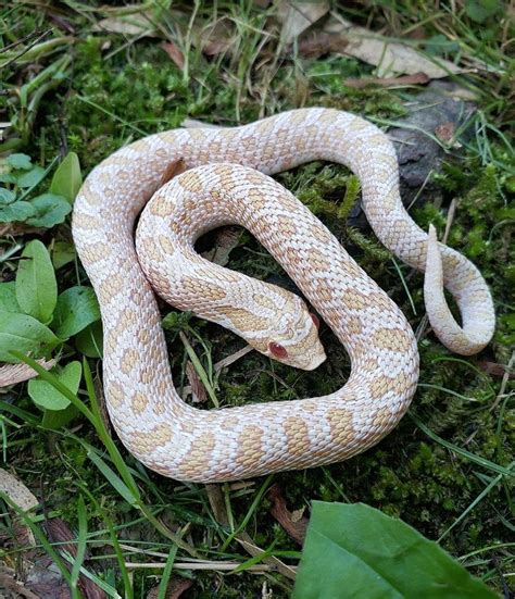 10 more western hognose morphs – Artofit