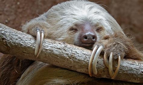 Hoffman’s Two-toed Sloth :: Riverbanks Zoo & Garden