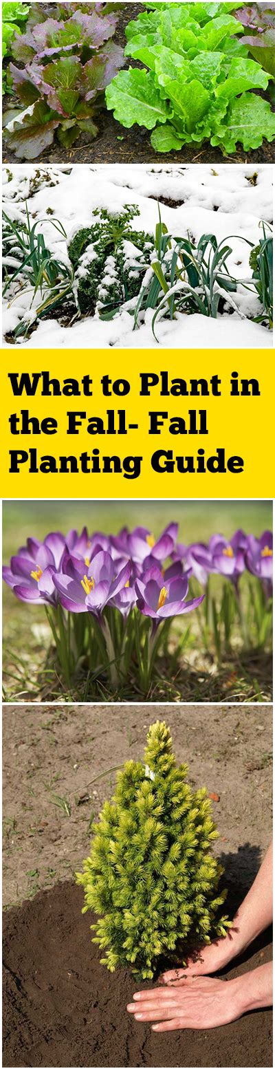 What to Plant in the Fall- Fall Planting Guide ~ Bless My Weeds