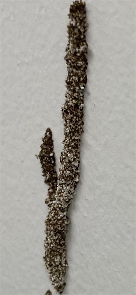 Are these termites? On wall : r/Termites