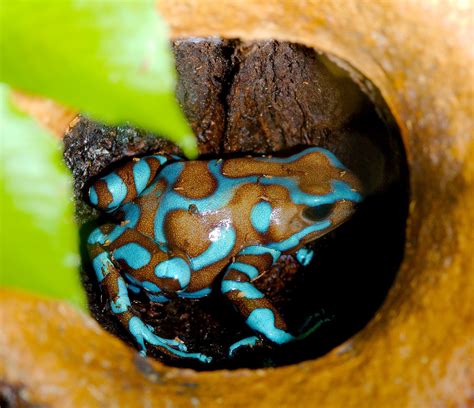 Green and Black Poison Dart Frog (Amphibians of Hawaii) · iNaturalist