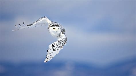 Majestic Snowy Owl HD Wallpaper