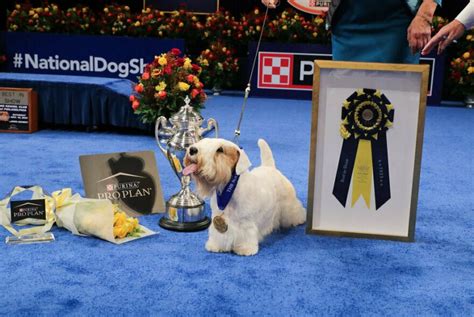 Stache the Sealyham terrier wins the National Dog Show