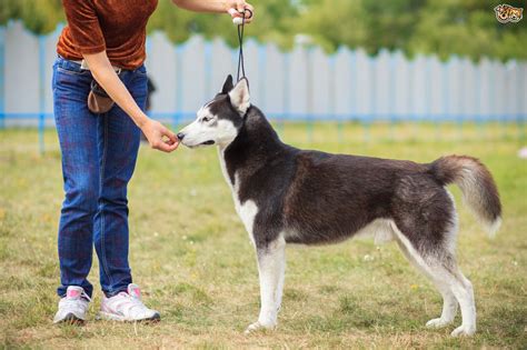 Siberian Husky Breed Information - Unknown Facts, History And Habits