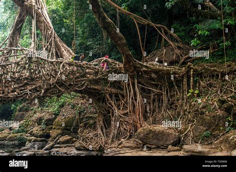 Living Root Bridge High Resolution Stock Photography and Images - Alamy