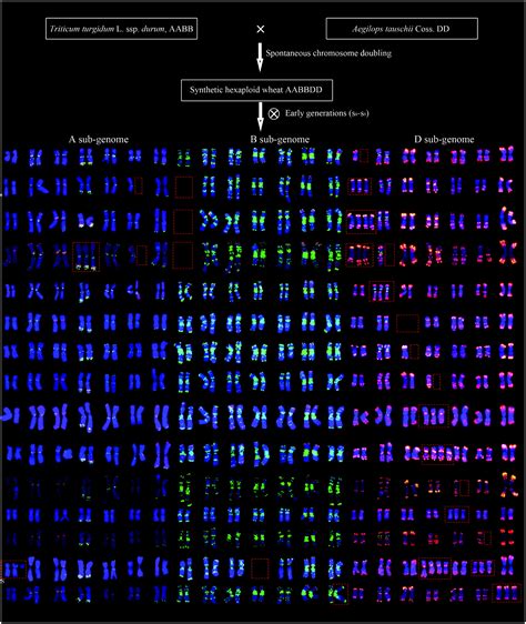 Frequent numerical and structural chromosome changes in early ...