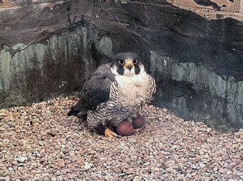 Peregrine falcons nesting again in Jackson, three eggs so far | MLive.com