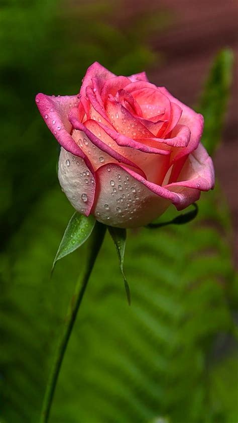 Rose Flower Background Wallpaper