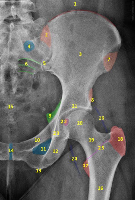 Hip X Ray Anatomy - Anatomy Book