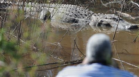 Massive Alligator Spotted in Arkansas River | fox8.com