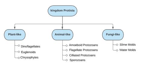 Kingdom Protista Classification Chart