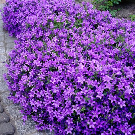 Campanula portenschlagiana - Alchetron, the free social encyclopedia