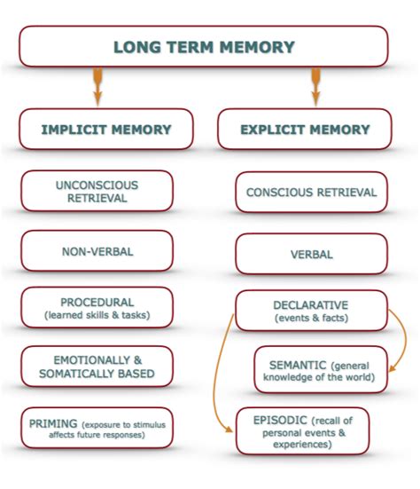 What Is Verbal Declarative Memory? Unlocking The Secrets Of Cognitive ...