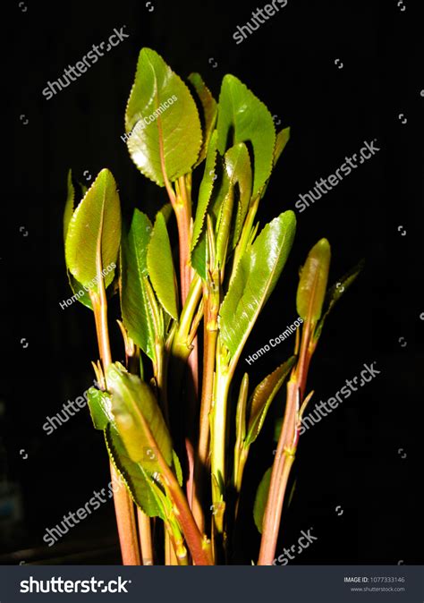 138 Khat Drugs Images, Stock Photos & Vectors | Shutterstock