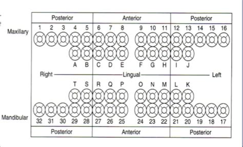 Blank Dental Chart Template