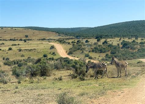 Addo Elephant National Park - Complete Visitors Guide