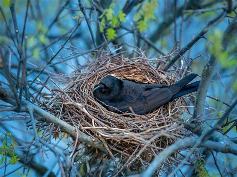 Crow Nesting (Behavior, Location, Eggs + FAQs) | Birdfact