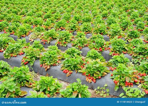 Strawberry harvest stock image. Image of nurture, local - 111814423