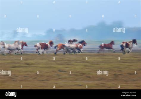 blurred motion of many galloping horses outdoors Stock Photo - Alamy