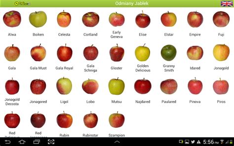 Apple Varieties Pictures