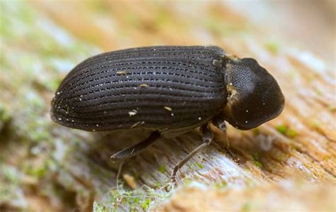 Wood-Boring Beetles | Understanding Wood-Boring Beetles In Oregon