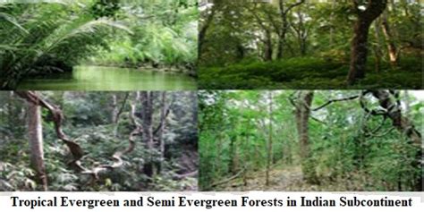 Tropical Evergreen and Semi Evergreen Forests in Indian Subcontinent ...