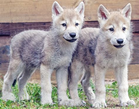 New pups coming soon to wolf center - The Timberjay