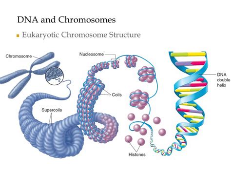 Eukaryotic Chromosome Structure Diagram | Quizlet