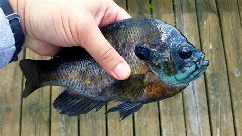 Bluegill Sunfish