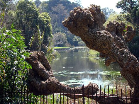 Botanical Garden, Melbourne, Australia | Botanical gardens, Botanical ...