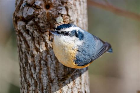 The Red-breasted Nuthatch and Its Quirky Behavior