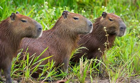 The Pantanal Safari: Capybara fun facts