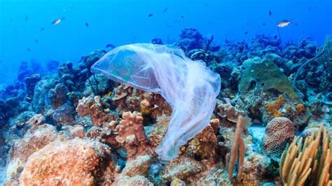 What are the real disease risks from ocean plastics? | Physical and ...