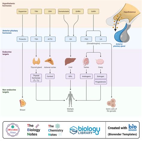 Pituitary Gland Definition Structure Hormones Functions Disorders ...