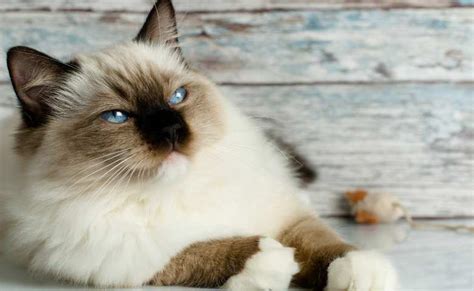 Seal Point Ragdoll Cat Breed (Seal Ragdolls Colors & Different Patterns ...