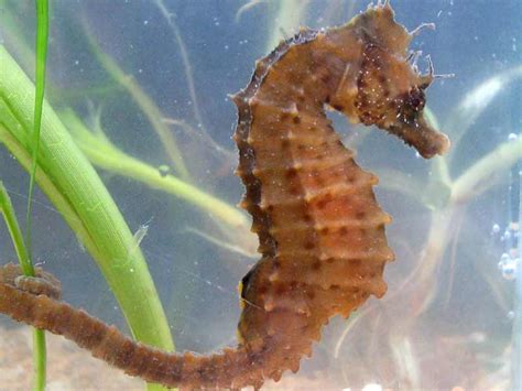 Long snouted seahorse - Alchetron, The Free Social Encyclopedia