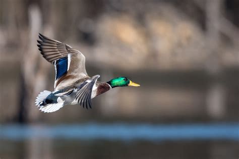 10 tips for dynamic waterfowl photography | EditionsPhotoArt