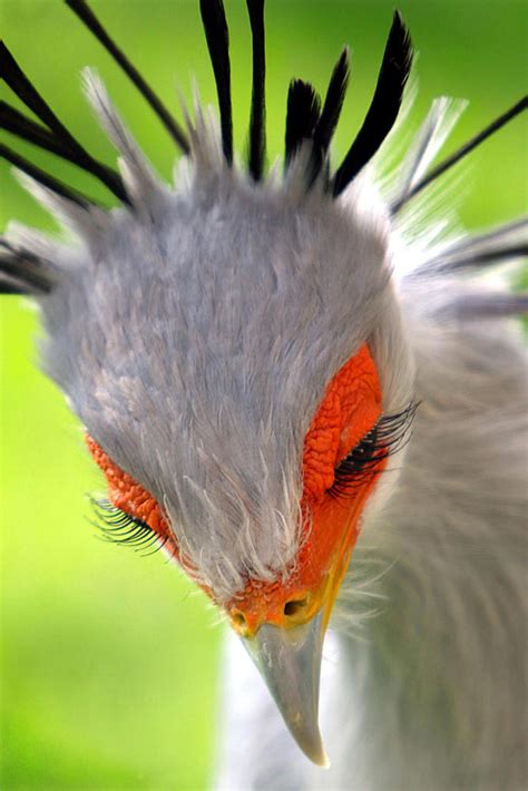 30 Extraordinarily Beautiful Birds You Might Not Have Heard About ...