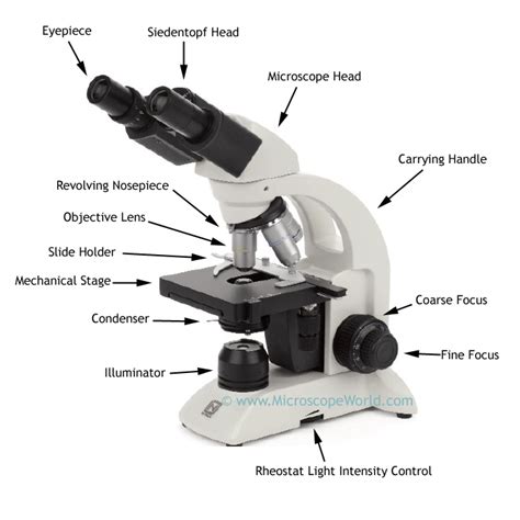 Microscope World Blog: Increasing Microscope Magnification